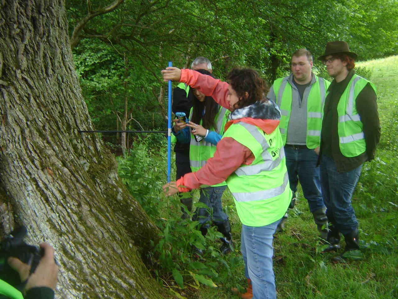  Coring an oak tree during a NAS Part III Dendrochronology Course
